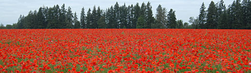 Providence Benedictine Community Care